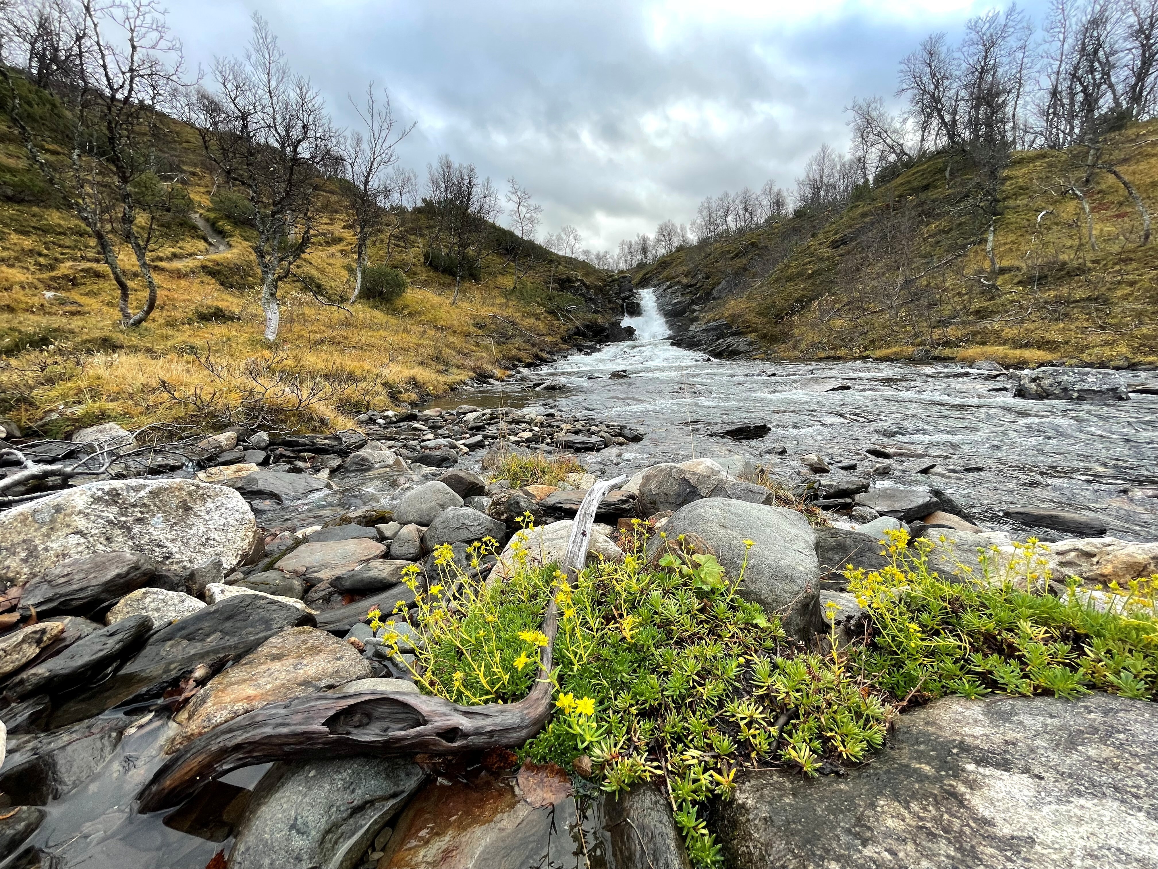 Høststemningen med gulsildre ved Ena
