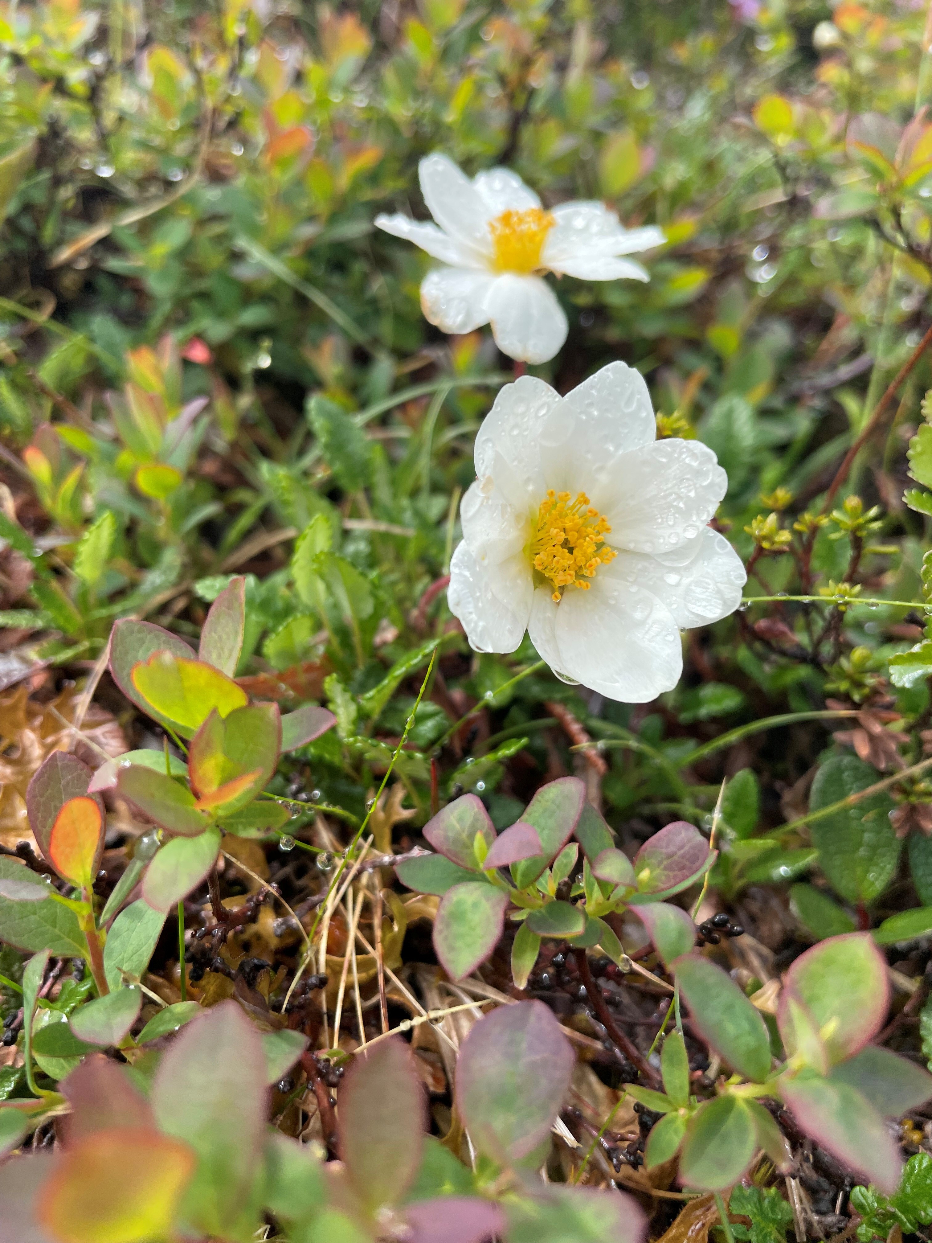 Reinrose
