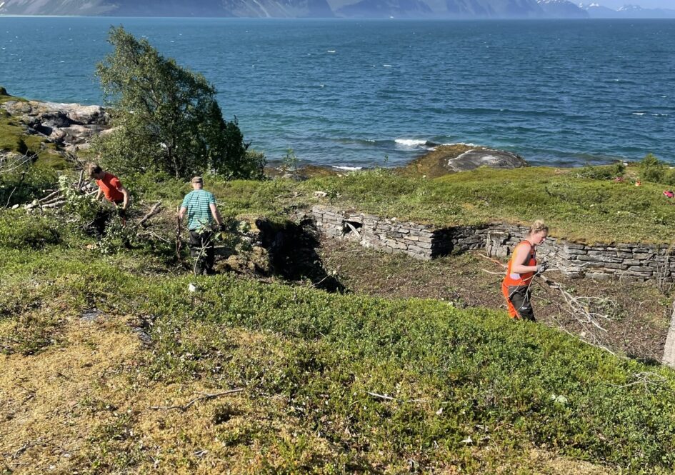 Noen som rydder skog i et krigsminne på ei øy. Sjø og fjell i bakgrunnen