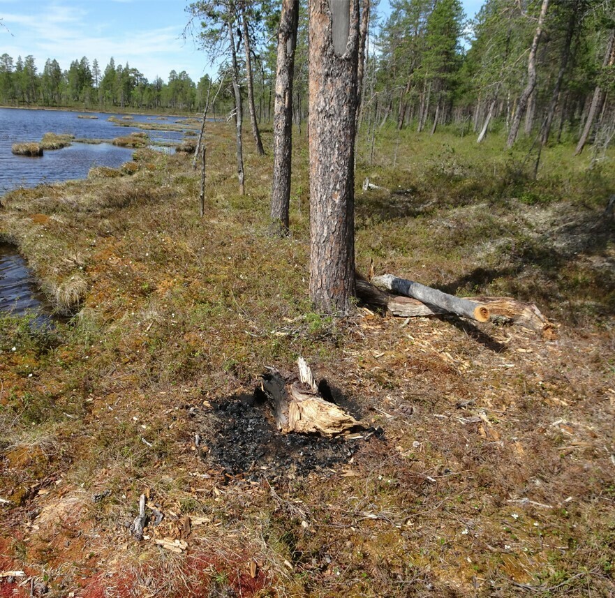 Bålplass Øvre Pasvik nasjonalpark, ulovlig bruk av tørrfuru