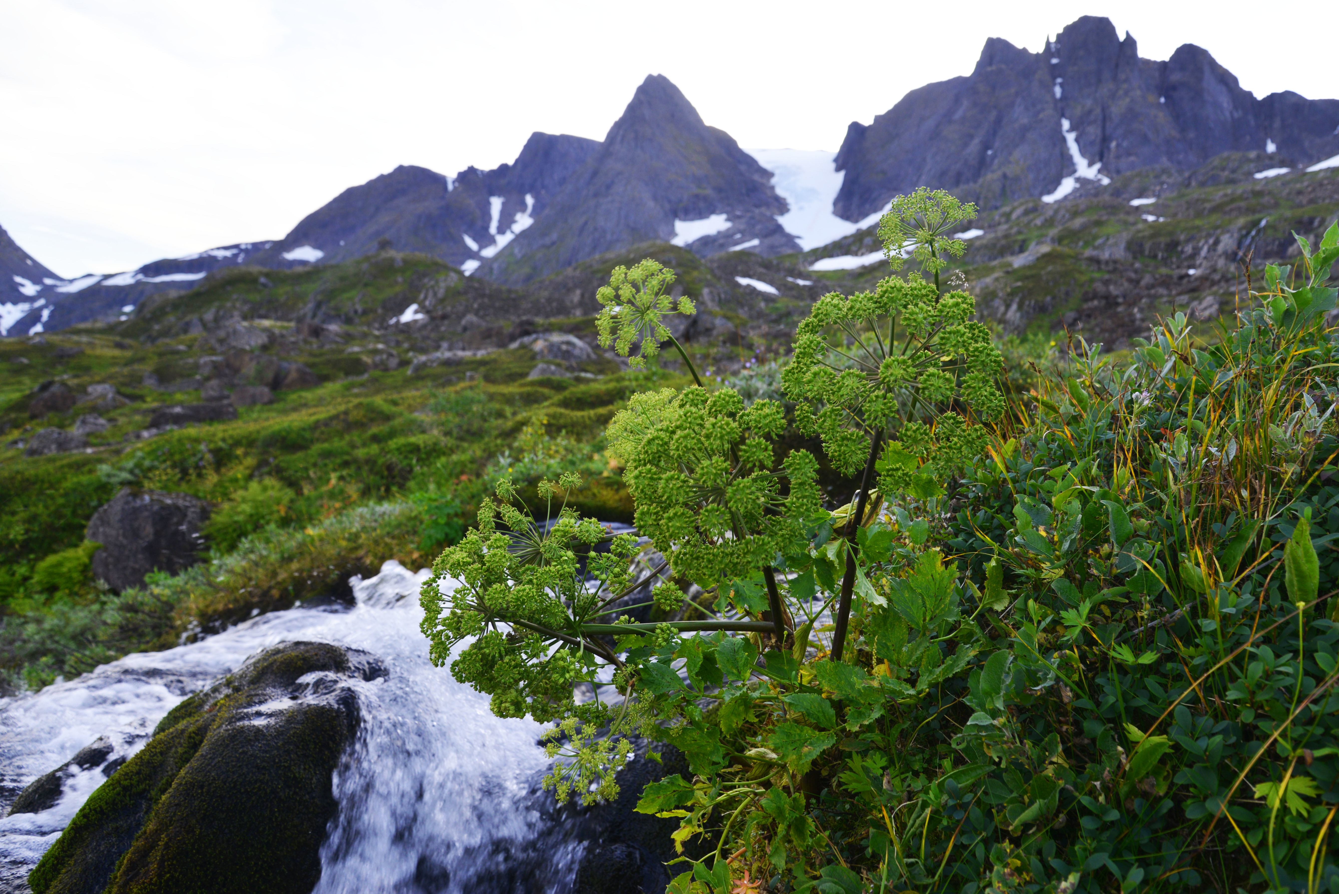 Fjell, bre, foss og kvann i Jøfjorden